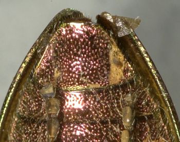 Media type: image;   Entomology 2673 Aspect: anal sclerite
